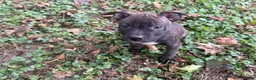 American Bully dogs for sale: American Bully 1.   ( Cosmo ) - Ad 5