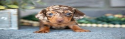 Miniature Dachshund dogs for sale: Trixie - Ad 2