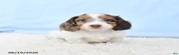 Miniature Dachshund dogs for sale: Indy - Ad 5