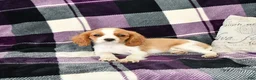 Cavalier King Charles Spaniel dogs for sale: Travis - Ad 4