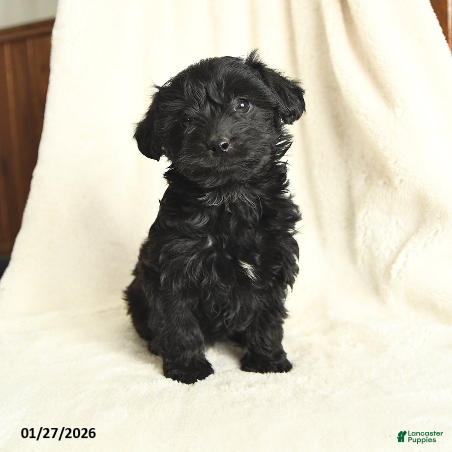 Yorkiepoo dogs Daisy - Ad 21