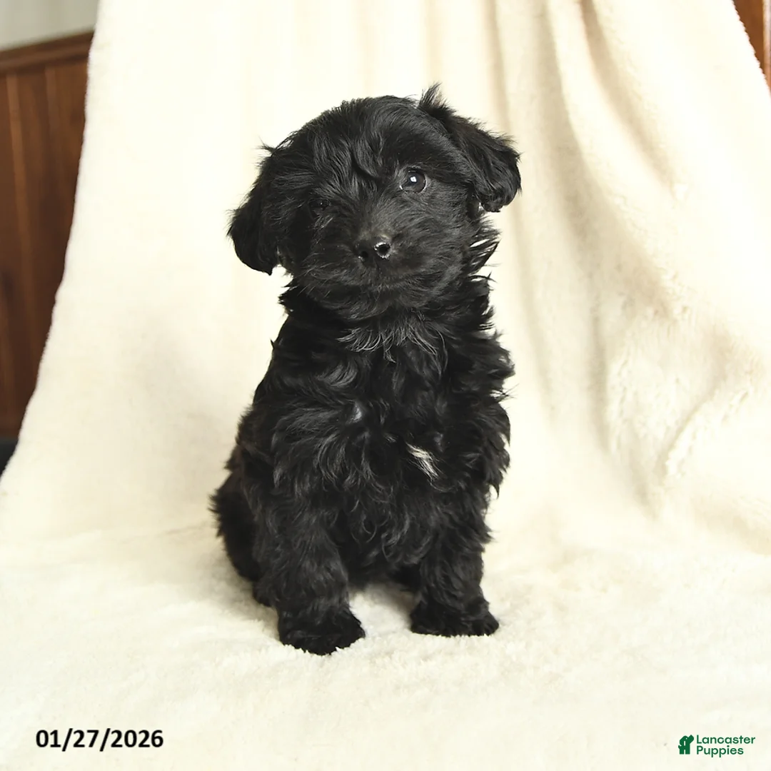 Yorkiepoo dogs for sale: Daisy - Ad 1