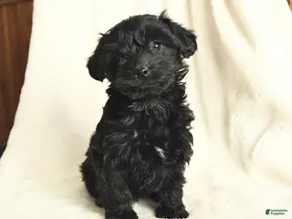 Yorkiepoo dogs Daisy - Ad 21