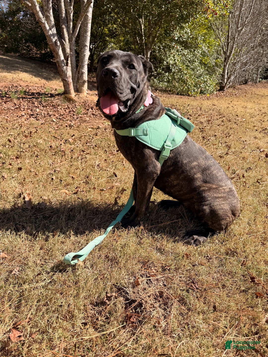 Cane Corso dogs for sale: Dior - Ad 5