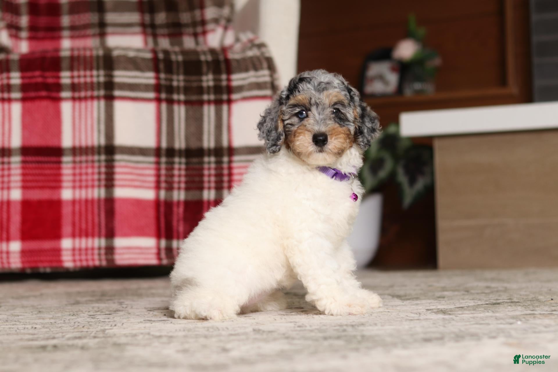 Miniature Poodle dogs Mabel - Ad 2