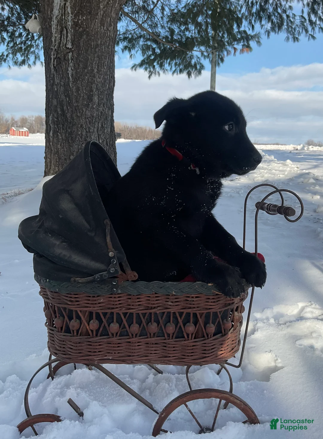 Mixed Breed dogs for sale: Becca  - Ad 5