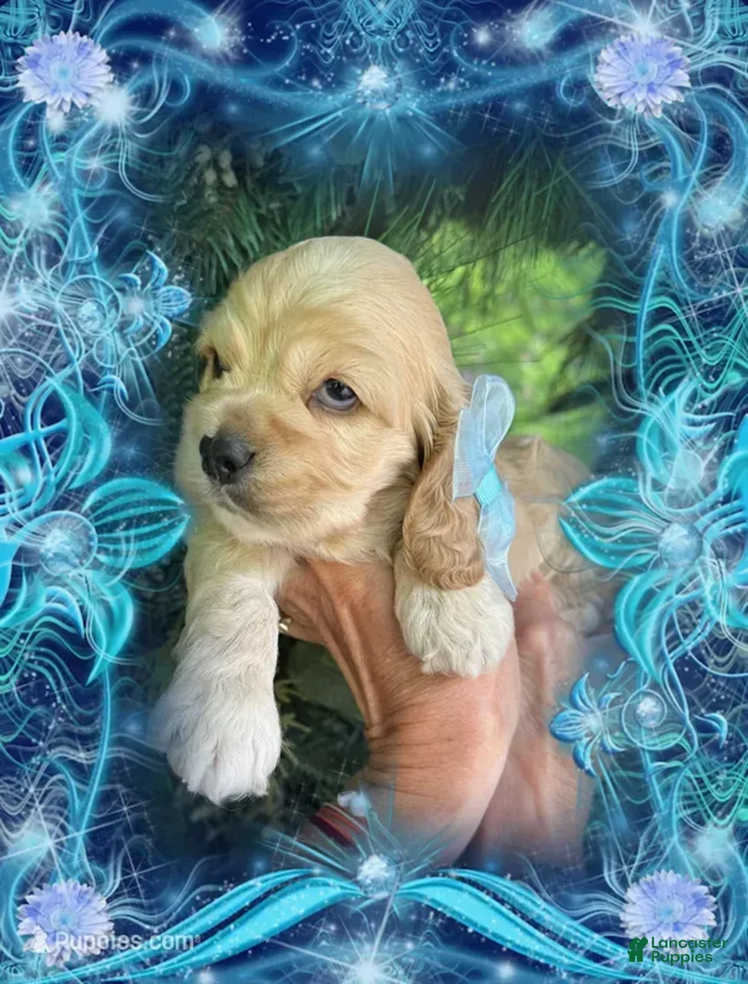 Cocker Spaniel dogs for sale: Cocker Spaniel 1 - Ad 1
