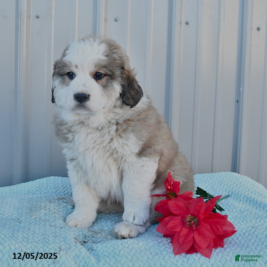 Mixed Breed dogs for sale: Charity - Ad 2