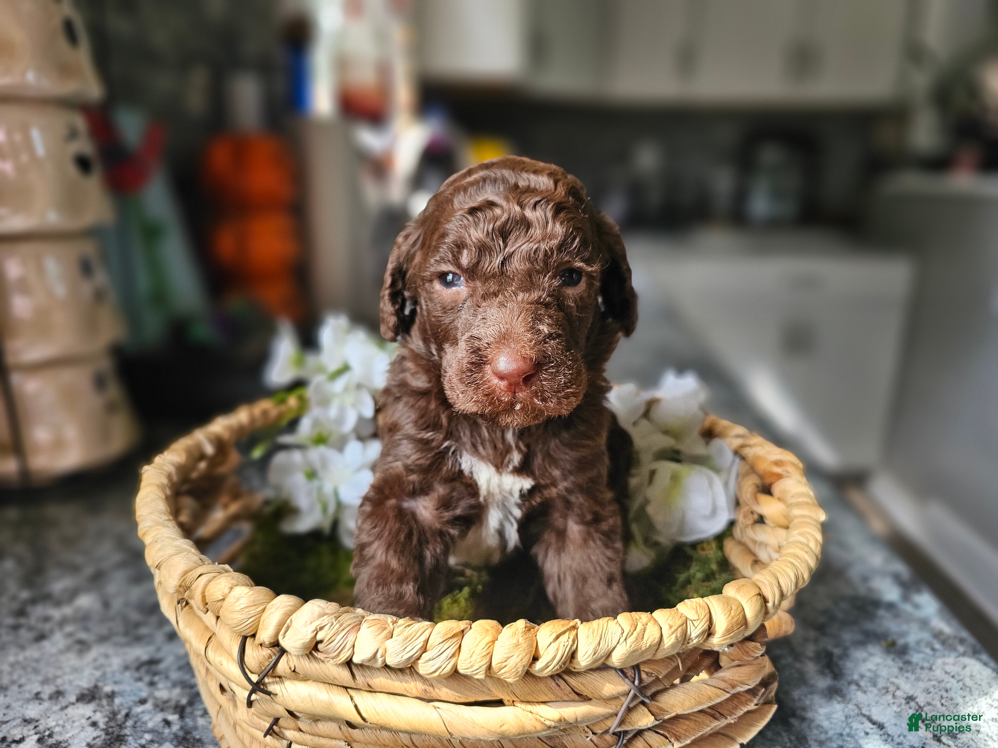 Standard Poodle dogs Jim Halpert - Ad 2