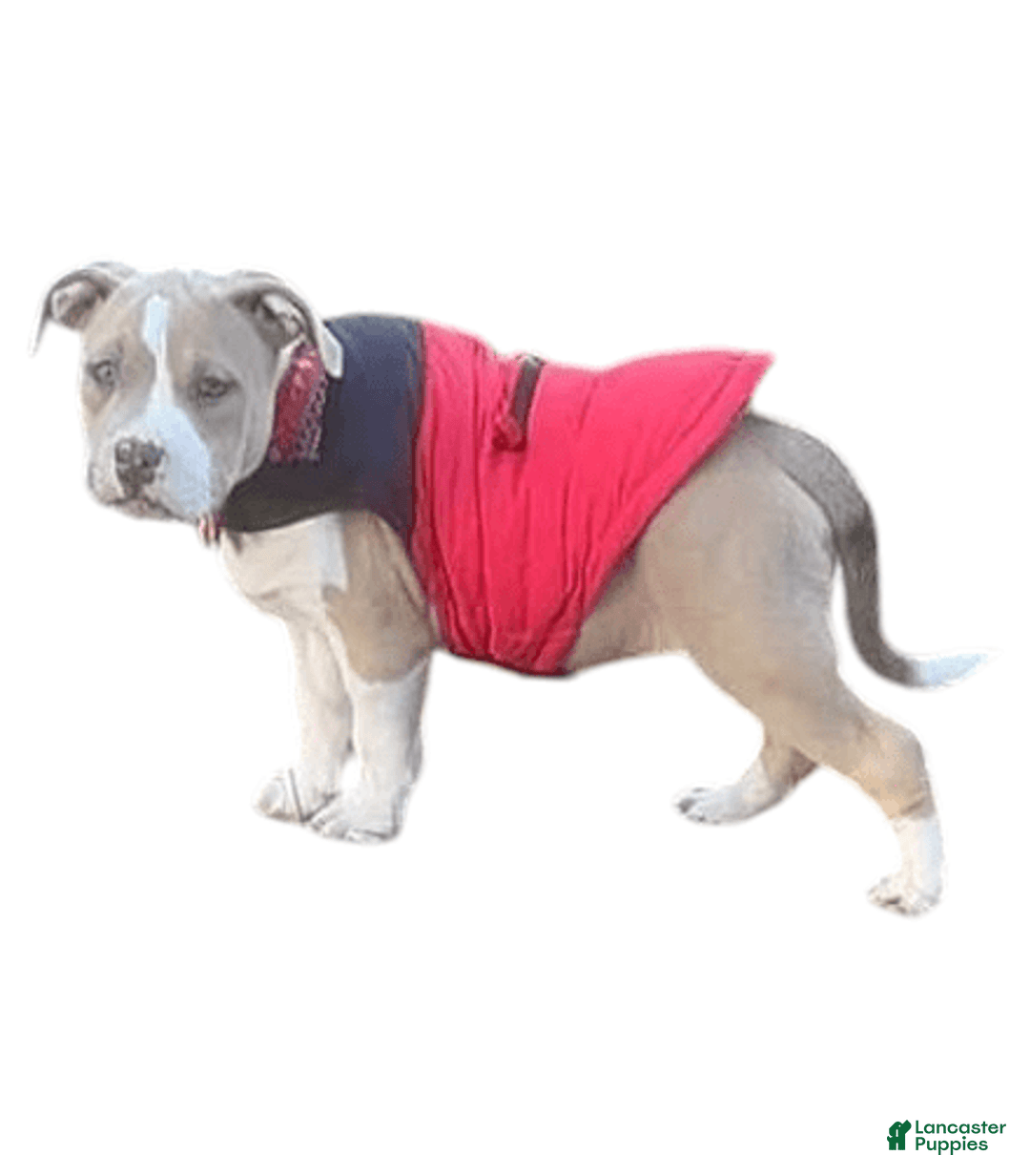 Gallery Image {{count}}