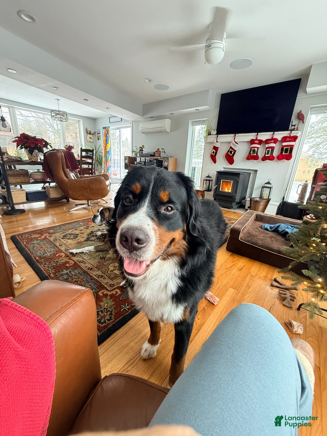 Bernedoodle dogs for sale: Harriet  - Ad 13