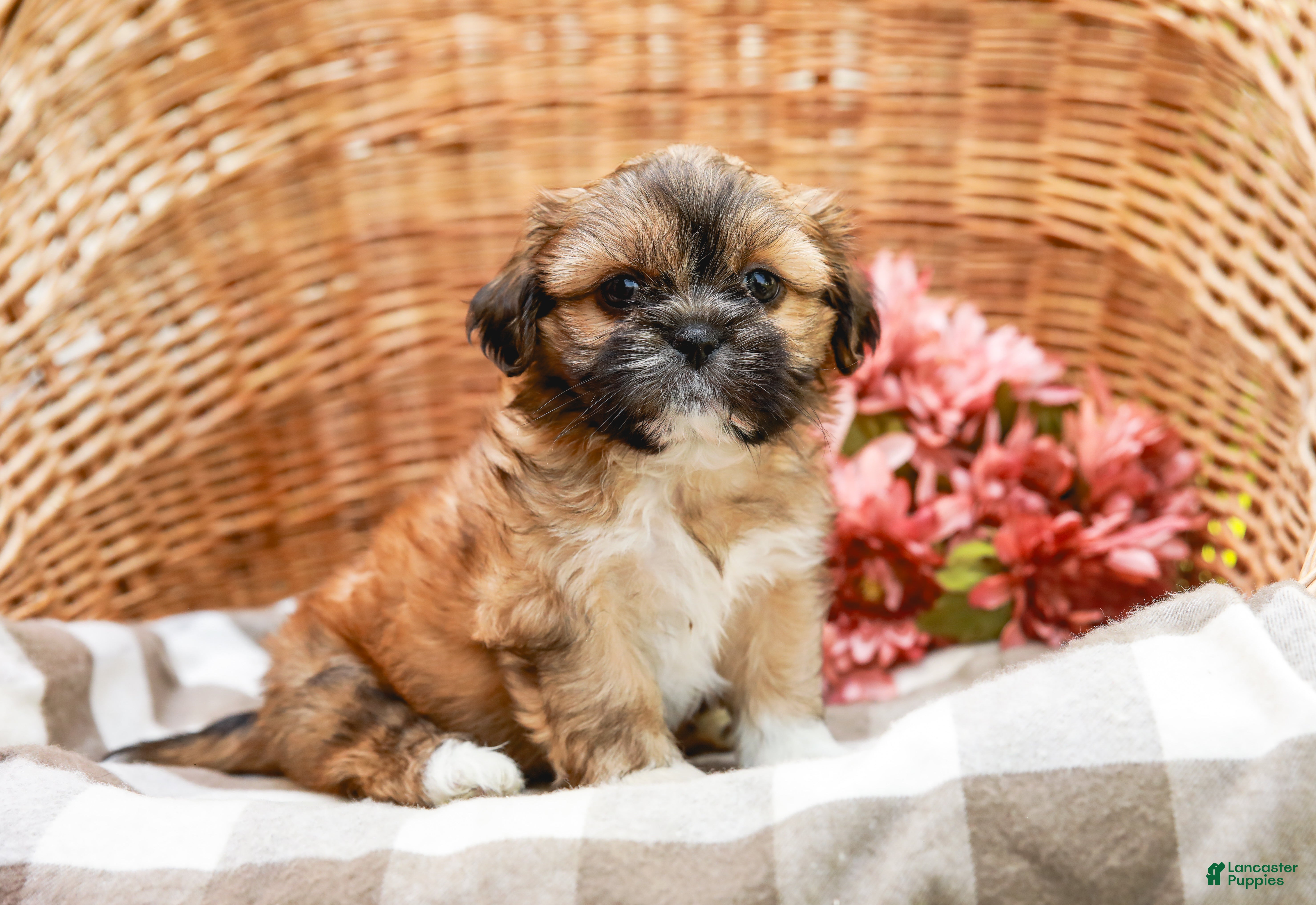 Shih Tzu dogs Andrell - Ad 1