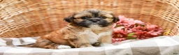 Shih Tzu dogs for sale: Andrell - Ad 1