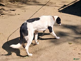 Border Collie dogs Hondo - Ad 32