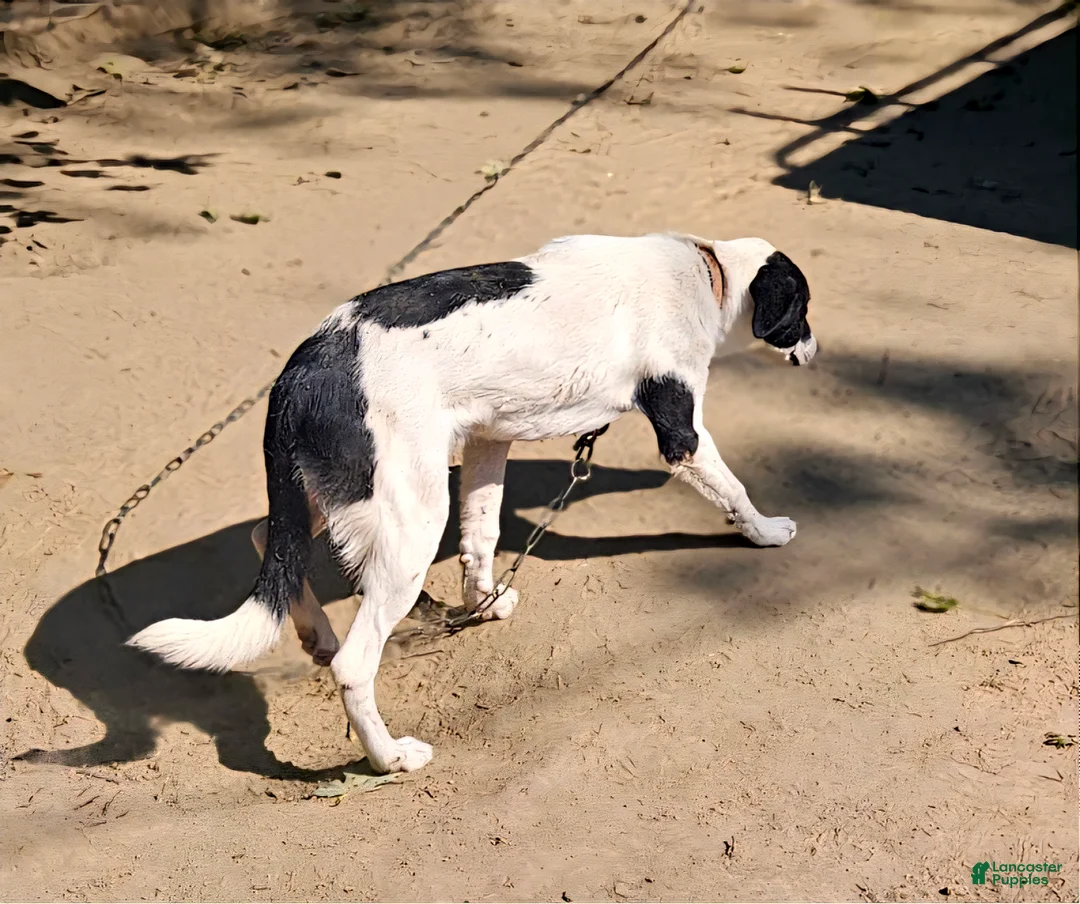 Border Collie dogs for sale: Hondo - Ad 1