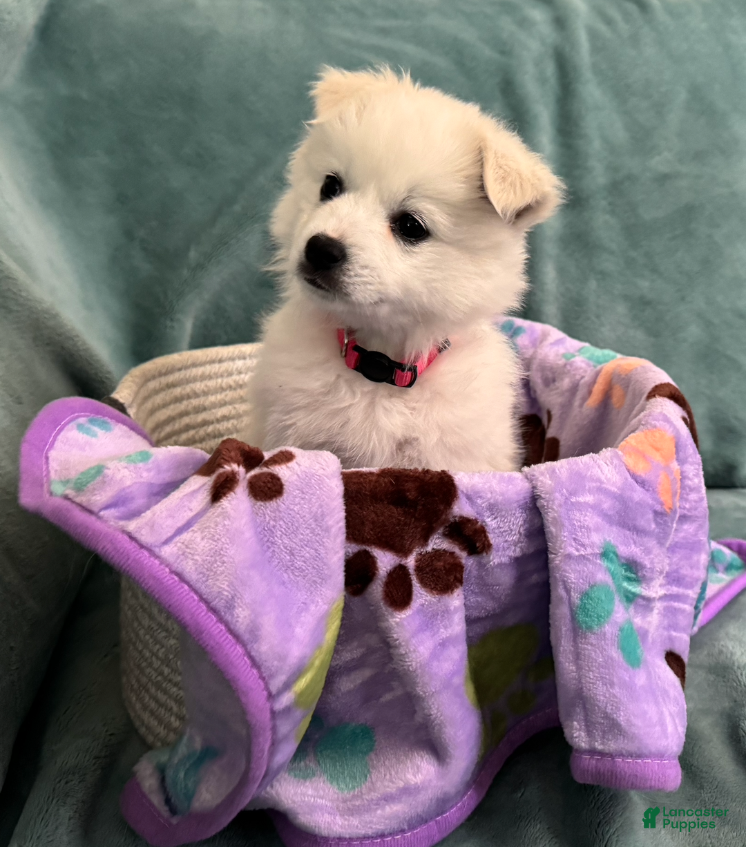 American Eskimo dogs for sale: Coconut - Ad 5