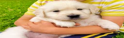 Golden Retriever dogs for sale: Max - Ad 3