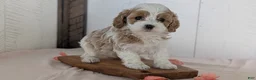 Cavapoo dogs for sale: Raya - Ad 4
