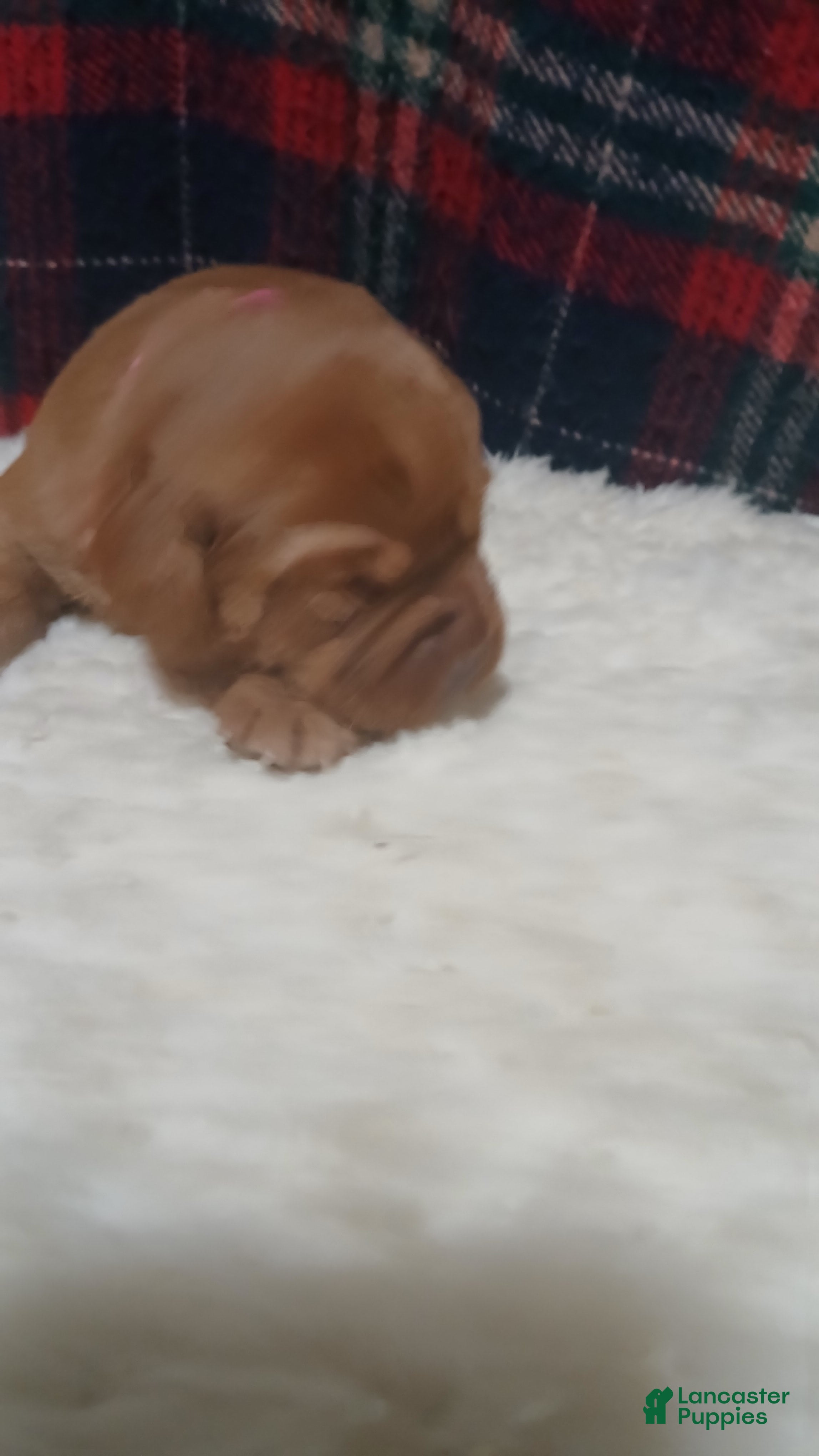 Labrador Retriever dogs for sale: Cookie - Ad 1