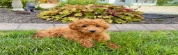 Maltipoo dogs for sale: Gary - Ad 2