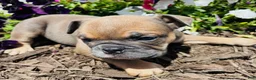 English Bulldog dogs for sale: Natalie - Ad 5