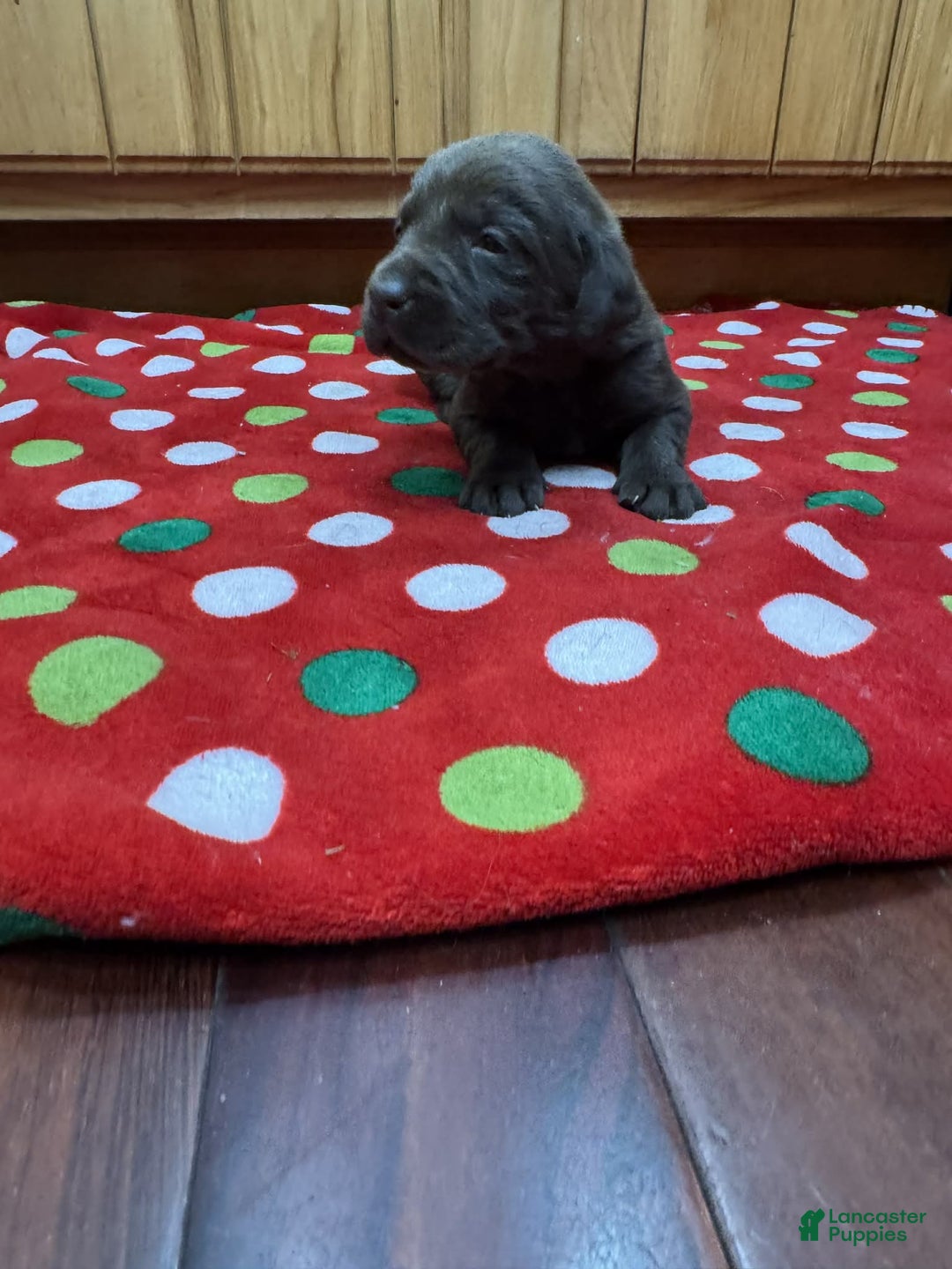 Labrador Retriever dogs for sale: Sprout - Ad 5