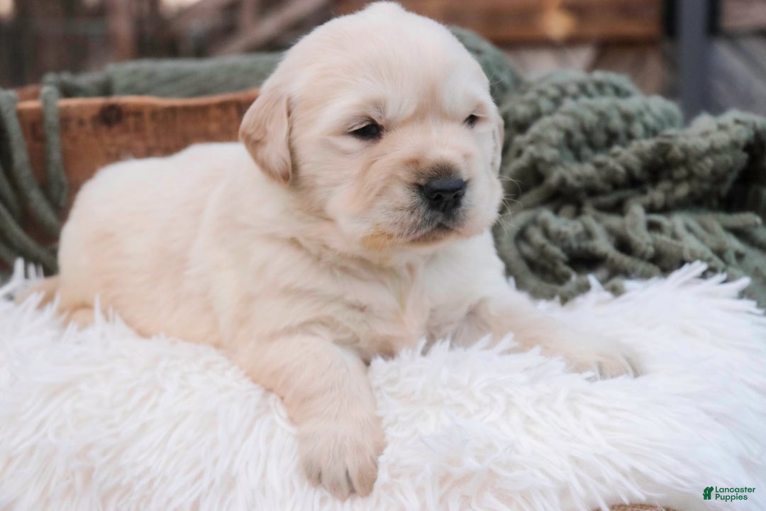 Golden Retriever dogs for sale: Riggs - Ad 6