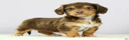Miniature Dachshund dogs for sale: Lilly - Ad 1