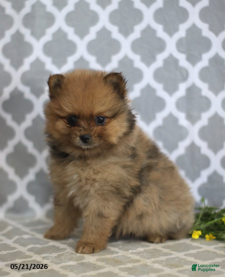 Pomeranian dogs Mindy - Ad 1