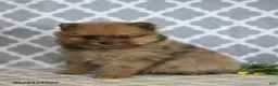 Pomeranian dogs for sale: Mindy - Ad 1