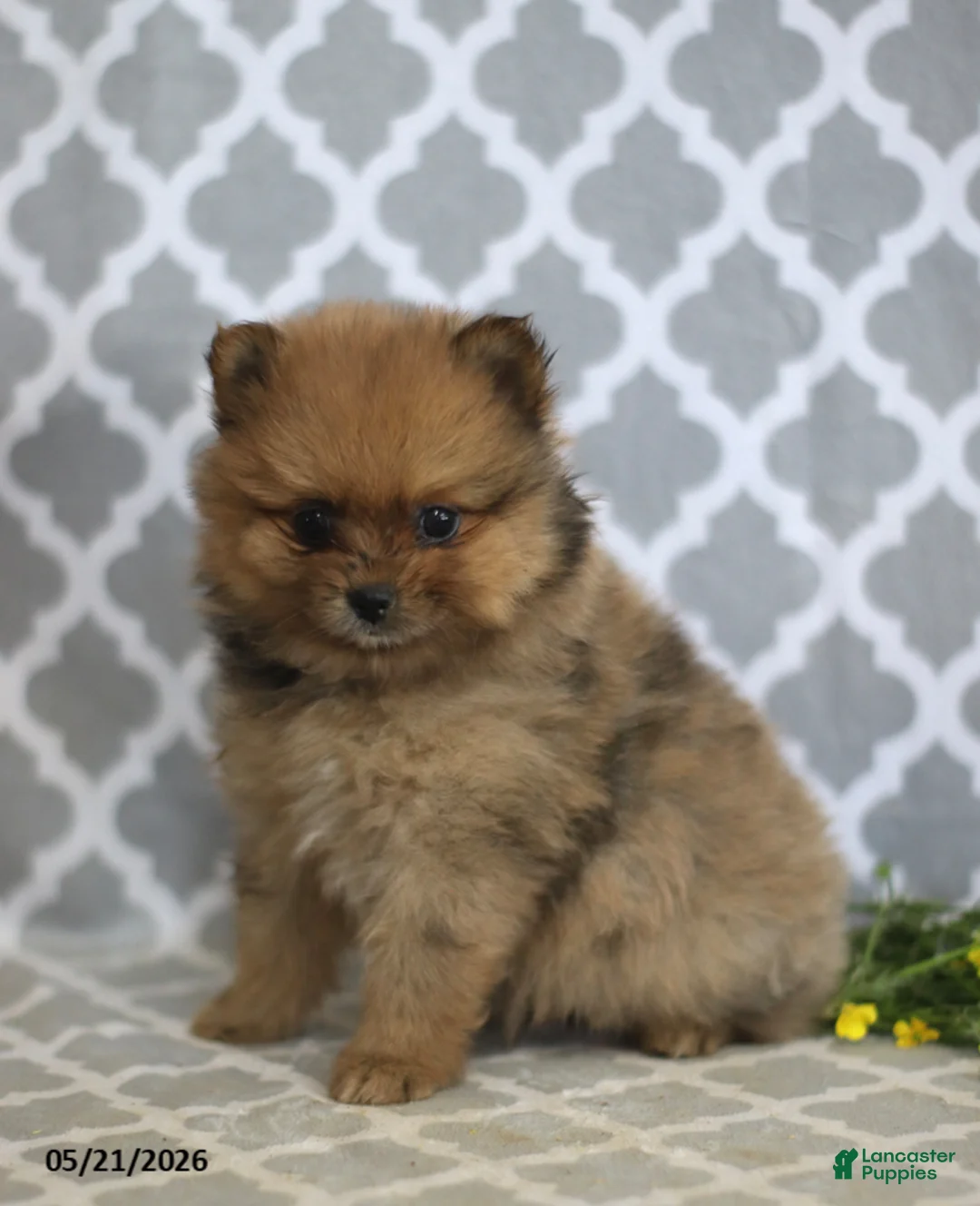 Pomeranian dogs for sale: Mindy - Ad 1