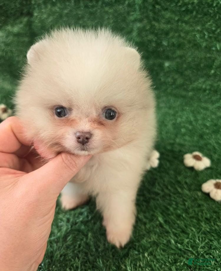 Pomeranian dogs Naya - Ad 16