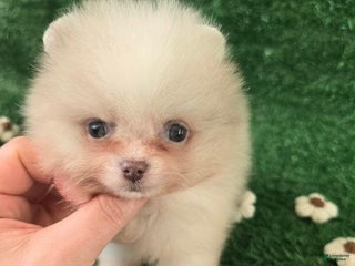 Pomeranian dogs Naya - Ad 16