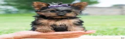 Yorkshire Terrier dogs for sale: Rosaria - Ad 7