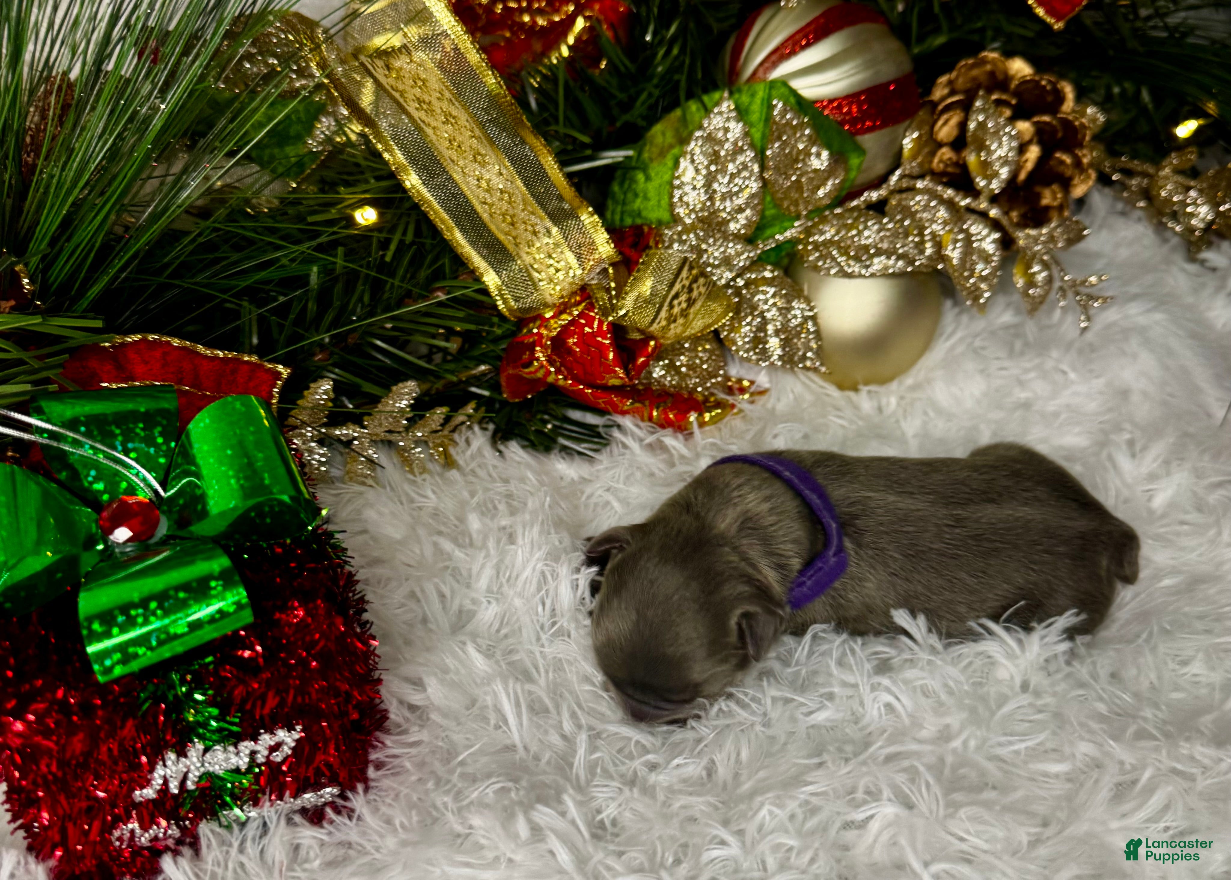 French Bulldog dogs Romeo ( Visual Fluffy)  - Ad 9