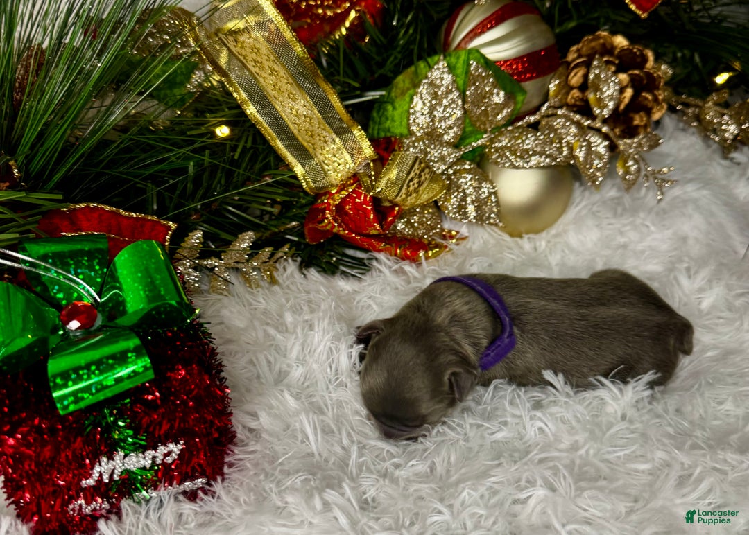 French Bulldog dogs for sale: Romeo ( Visual Fluffy)  - Ad 1