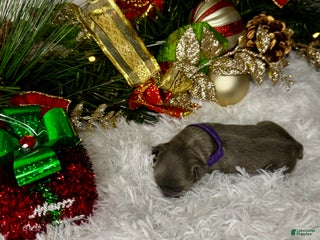 French Bulldog dogs Romeo ( Visual Fluffy) - Ad 32