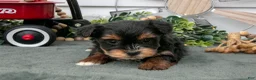 Yorkiepoo dogs for sale: Tootsie - Ad 3