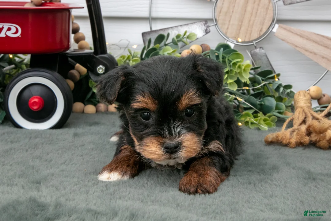 Yorkiepoo dogs for sale: Tootsie - Ad 3