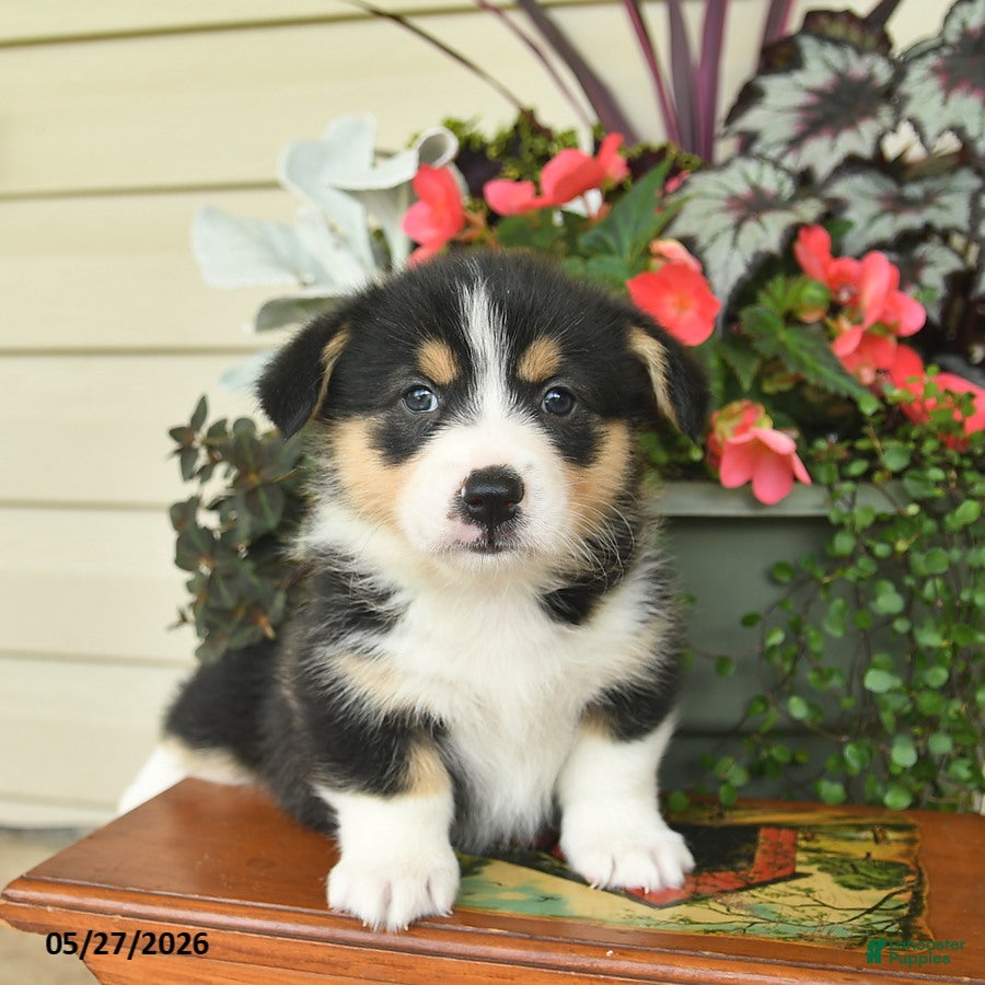 Welsh Corgi Pembroke dogs Albert  - Ad 2