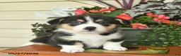 Welsh Corgi Pembroke dogs for sale: Albert  - Ad 2