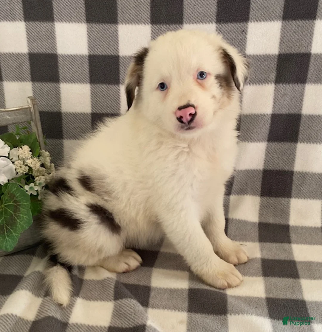 Australian Shepherd dogs for sale: Sasha - Ad 1