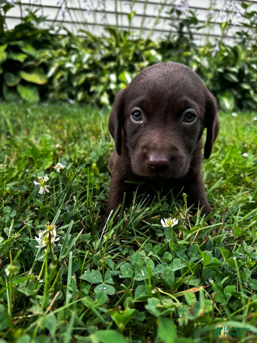 Labrador Retriever dogs for sale: Marigold - Ad 2