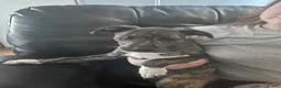 Mixed Breed dogs for sale: Lexis - Ad 3