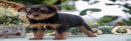 Shorkie dogs for sale: Hannah - Ad 5