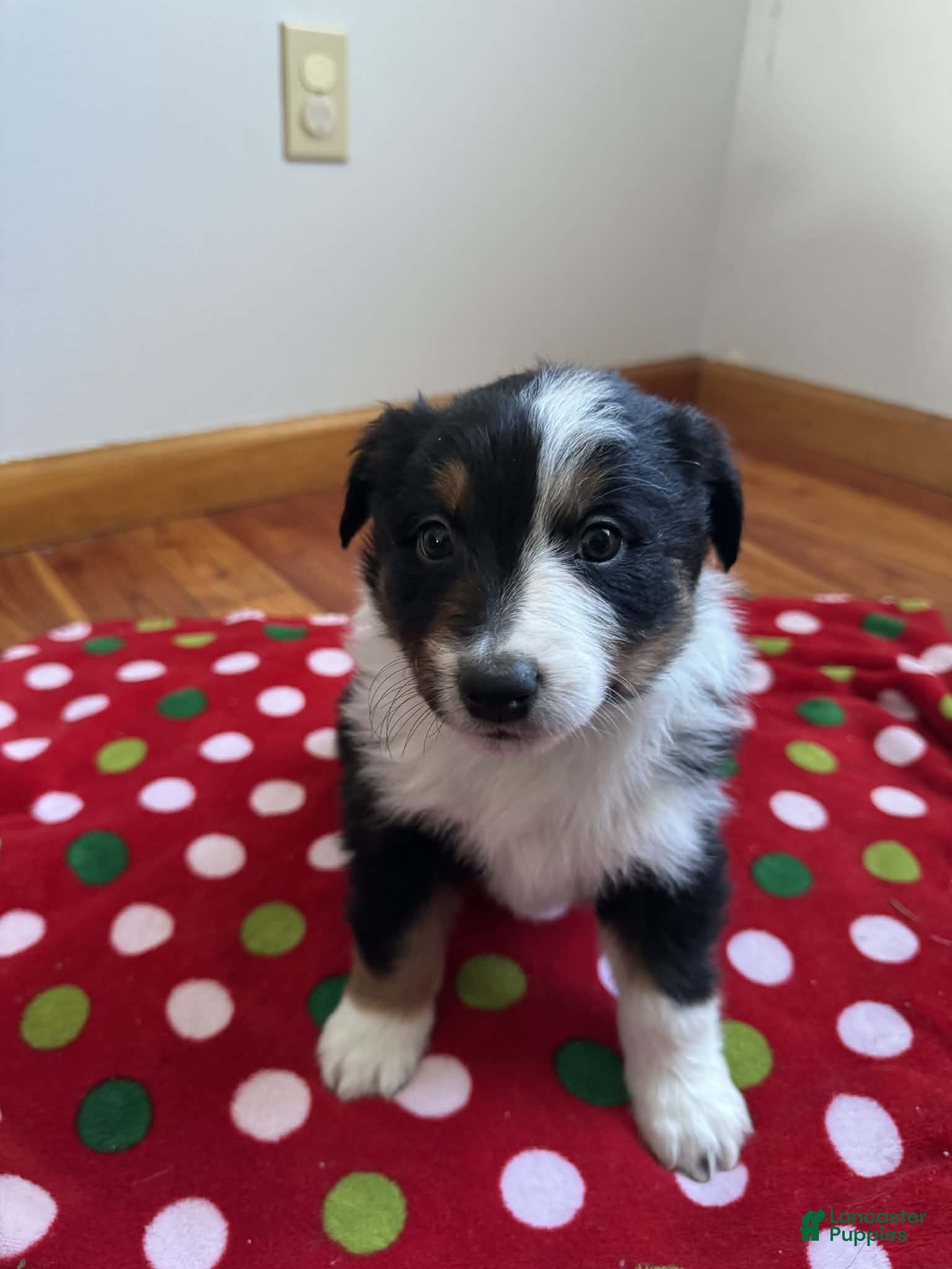 Australian Shepherd dogs Polar - Ad 29
