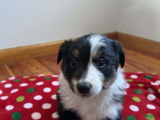 Australian Shepherd dogs Polar - Ad 29