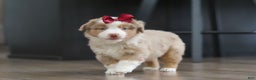 Miniature Australian Shepherd dogs for sale: Allie - Ad 7