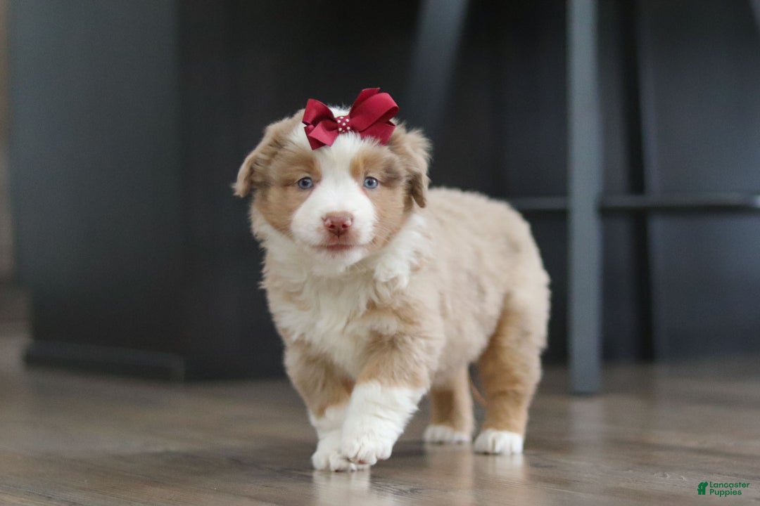Miniature Australian Shepherd dogs for sale: Allie - Ad 7