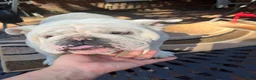 English Bulldog dogs for sale: English Bulldog 1 - Ad 7